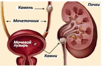 Что делать при запоре у кота - симптомы и лечение